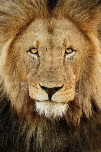 狮子的脸的特写镜头.摄影师bob和dawn davis摄