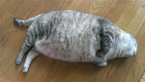 网友秀可爱大肥猫走红,8公斤大猫体型硕大如小老虎