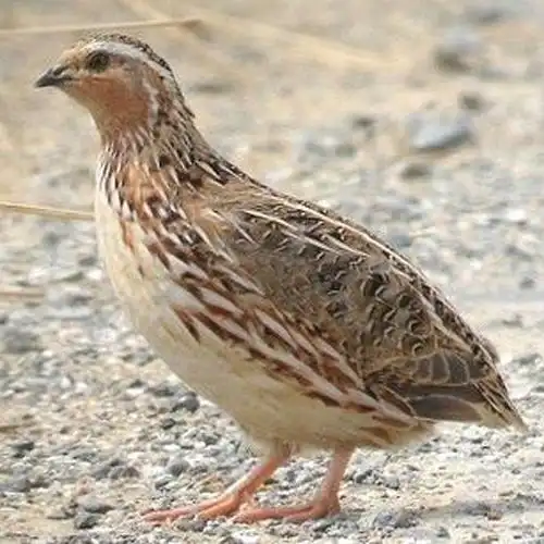 ="#" data-lemmaid="1267">鹌鹑 /a>通过多代人工选种培育的禽类品种