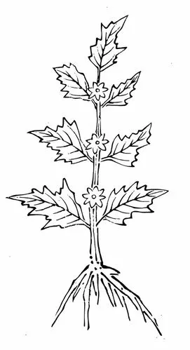 线条手绘风格益母草9556898png图片素材