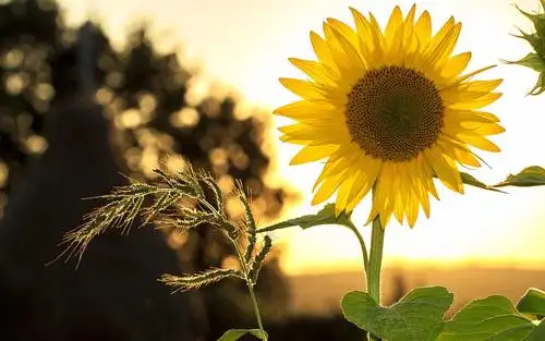 小清新向日葵唯美暖心花语