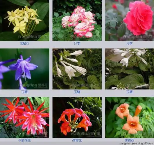 各种花卉名称图片大全