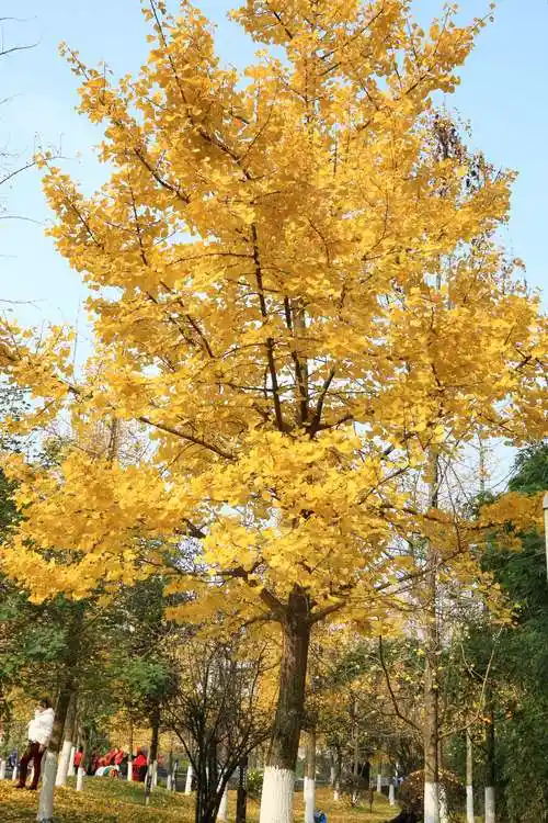 2020.12.21三人行,再次来体育馆里与银杏树合影……(下) - 美篇
