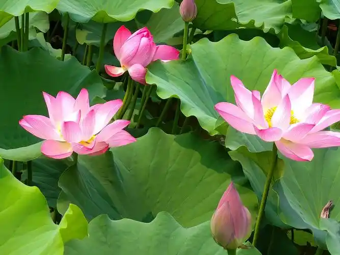 美丽吉祥莲花祝你吉祥快乐!