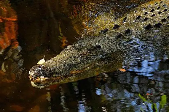 p>湾鳄(学名: i>crocodylus porosus /i>)是鳄科,鳄属的一种鳄鱼.