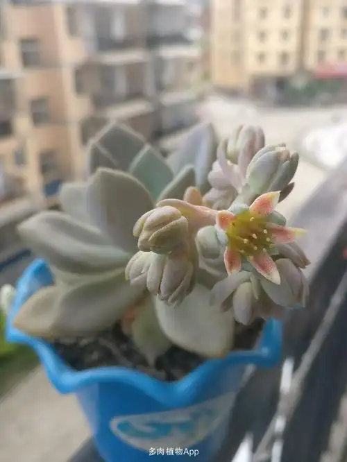 家有鲜肉                  记录第一次开花的冬美人