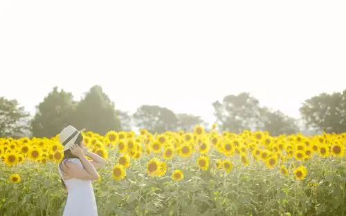 向日葵,盛开,花海,花朵,阳光,女孩,清新,唯美向日葵壁纸图片