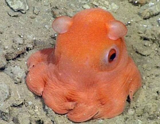 大发现深海新物种小耳朵章鱼海洋生物长猫耳太犯规了