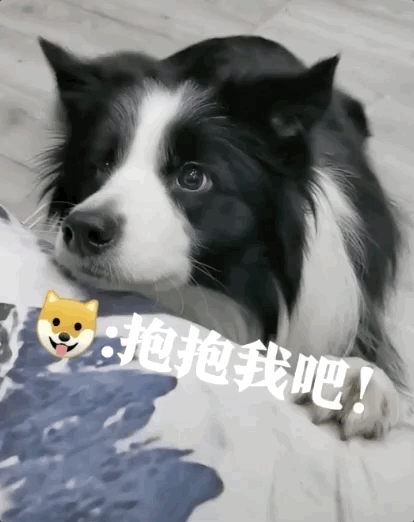 我家狗以为,它是我亲生的