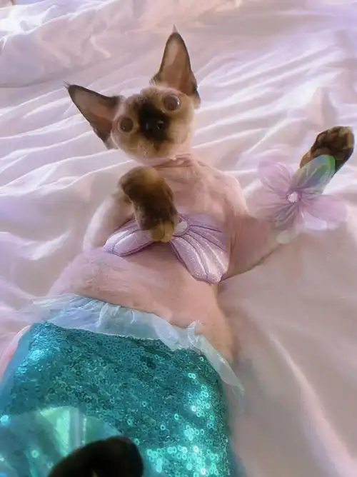 小男猫也可以做人鱼公主06