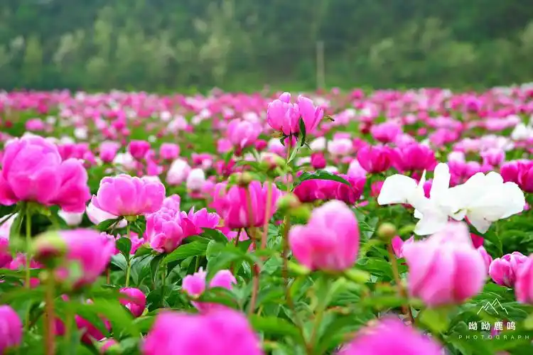 美丽乡村,牡丹花谷