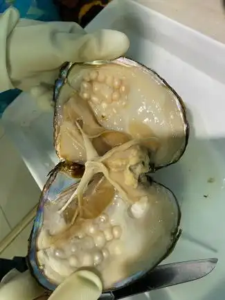 珍珠蚌取完珍珠后肉还能吃吗味道难以想象
