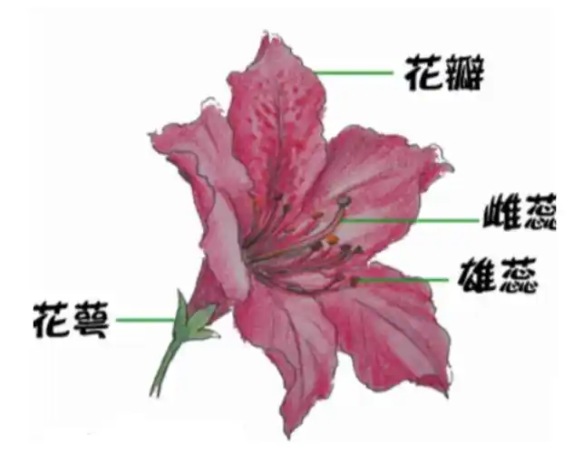 基于神经网络——鸢尾花识别(iris)