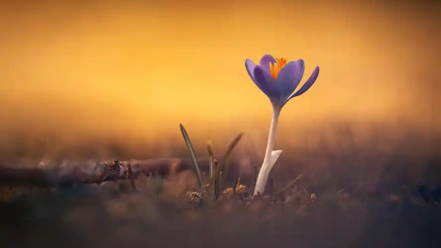 清新唯美番红花图片桌面壁纸