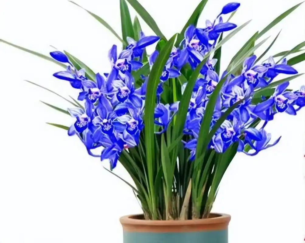 这款"蓝色"兰花,让人百看不厌,一起来看看吧