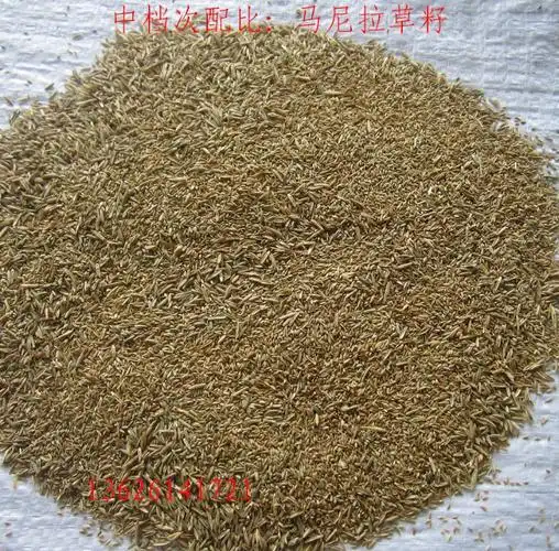 批发 马尼拉草籽 马尼拉 四季青草籽