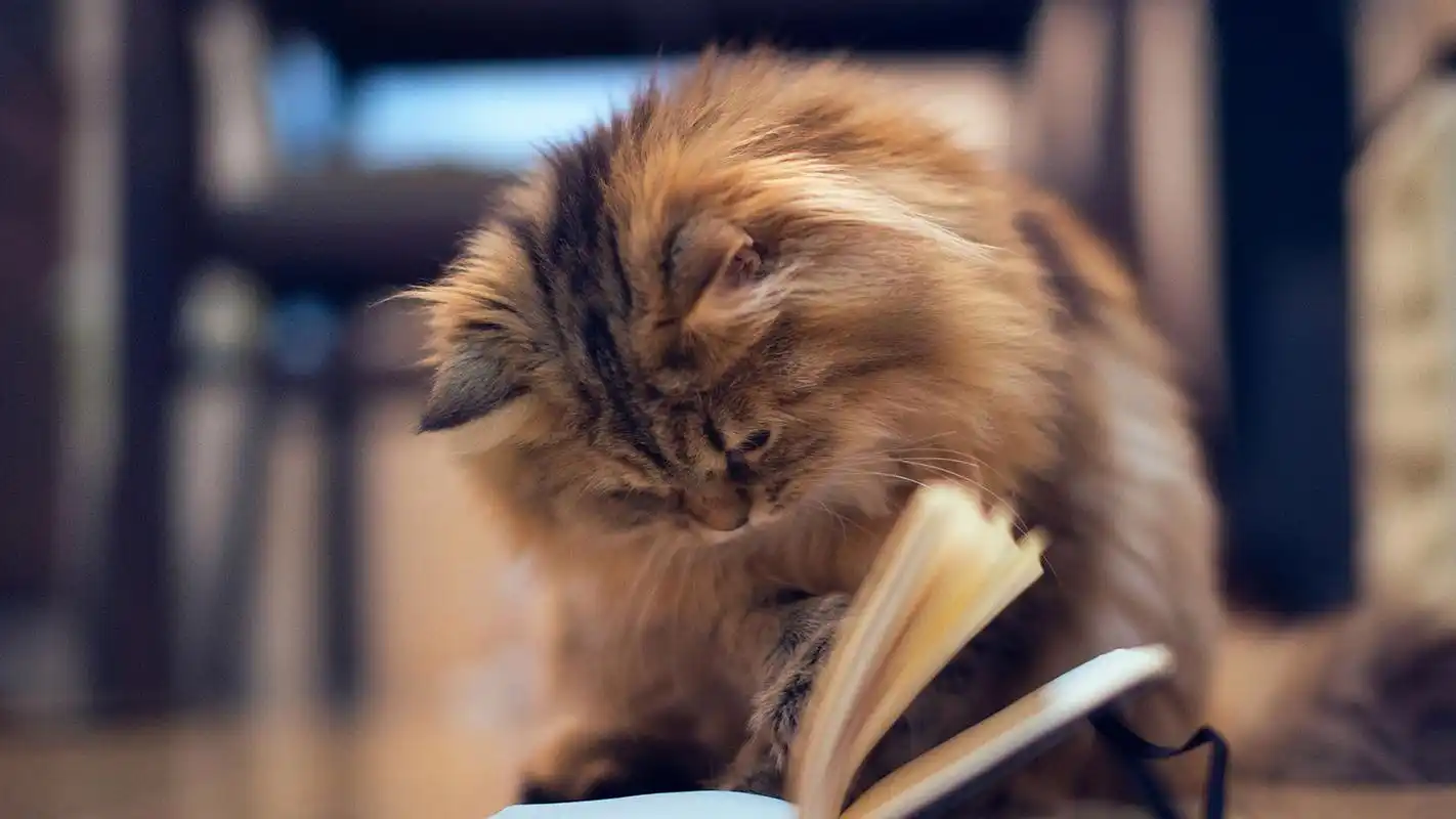 治愈系喵星人可爱呆萌高清桌面壁纸