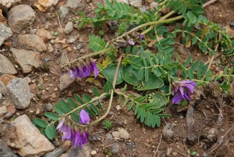 云南黄芪属植物