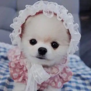 可爱狗狗萌宠图片头像,高清好看的狗狗头像图片可爱呆萌图集_动物头像