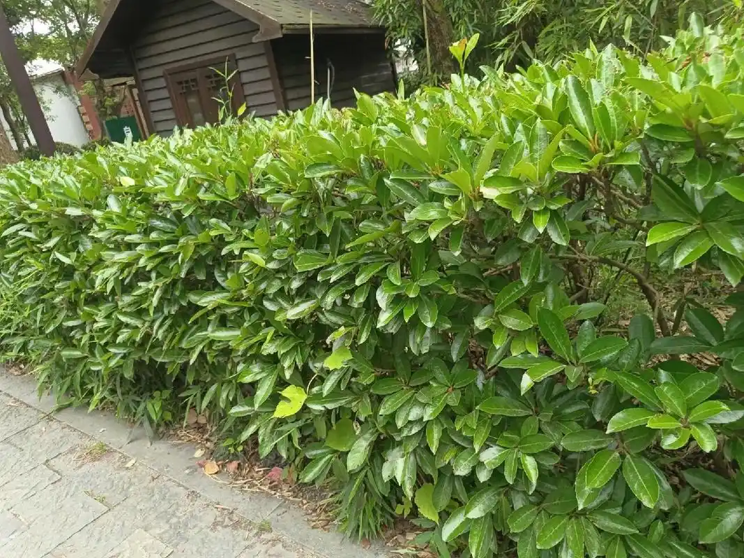 植物小科普～珊瑚树(法国冬青) 别 名:	法国冬青,早禾树 科     :忍冬