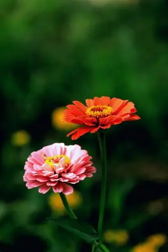 怀来县老年大学摄影一班学员花卉摄影作品展播