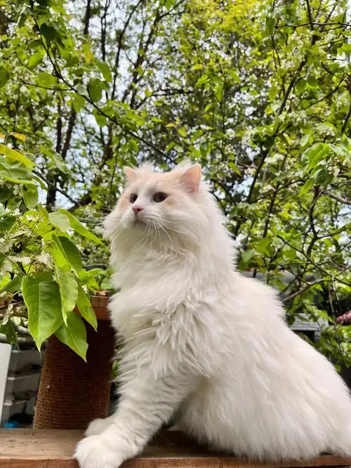 火焰色布偶猫爱了爱了