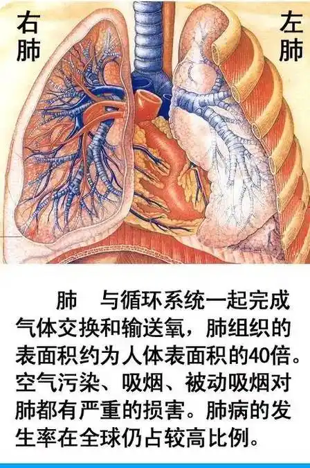 人体器官高清详细图解!!!(收藏保存)