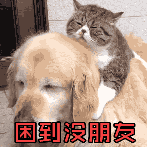 soogifsoogif出品狗猫困到没朋友gif动图_动态图_表情包下载_soogif