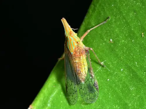 伯瑞象蜡蝉中华象蜡蝉