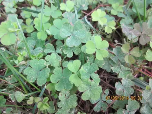 有些二回掌状复叶和三回掌状复叶实际上是二回三出复叶和三回三出复叶