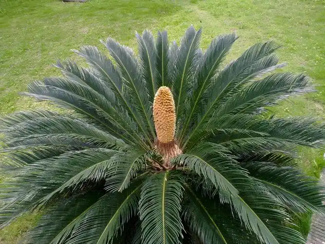 铁树的寓意什么属相不能种铁树,为什么属狗的人不能种铁树有什么讲究