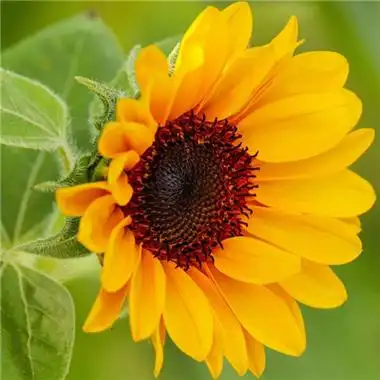 2021最美风景微信头像真实花草 唯美有寓意微信花草头像