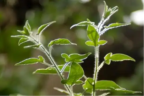 白毛藤的人工高产种植方法