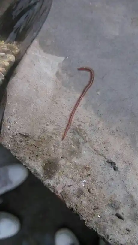 鱼身上的寄生虫