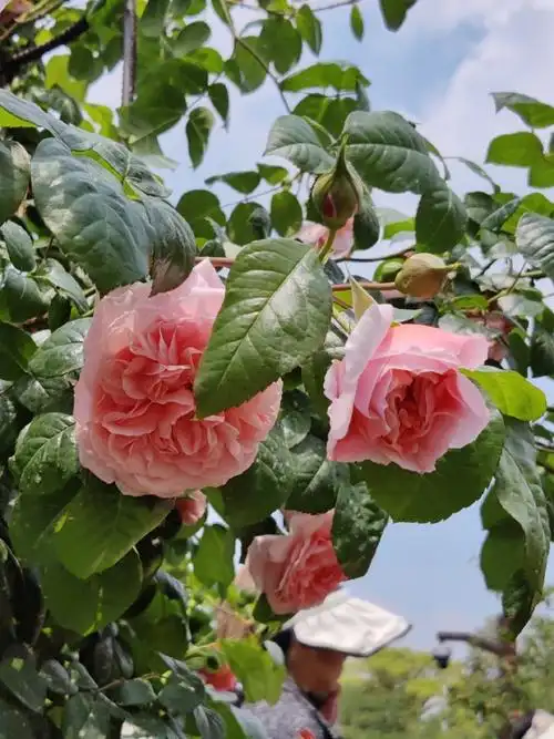 宿迁小白花粉团蔷薇香水月季重瓣青心白木香月季月季月季斗大的月季