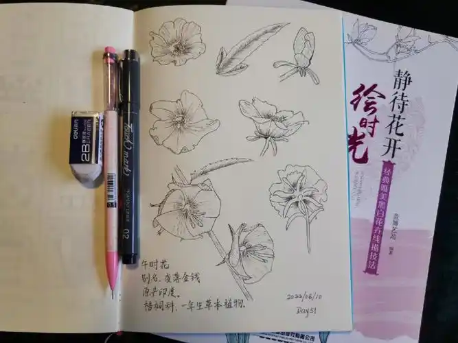 每日一画  #针管笔手绘  #绘画临摹  #午时花