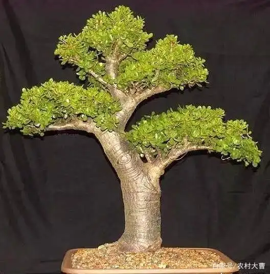 一年有春秋冬夏,修剪分隔三差五,玉树盆景这样做才让自己特别乐