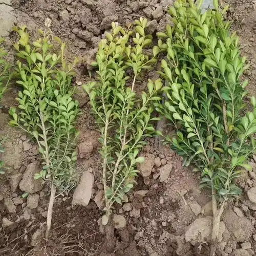 黄杨北海道黄杨黄杨大量批发森木花卉