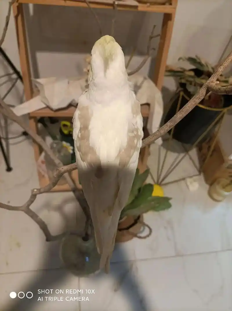 "金冠古铜珍珠超高趴伪龙玄凤" - 抖音