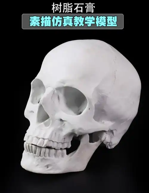11树脂石膏骨骼头绘画人头骨艺用人体肌肉解剖骷髅头骨模型美术高155