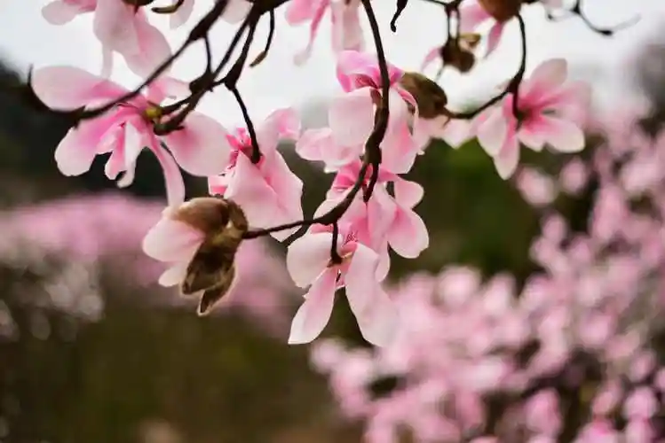 2,功效发散风寒通鼻窍辛夷花的作用 1鼻塞辛夷研成末,加入麝香少量,以