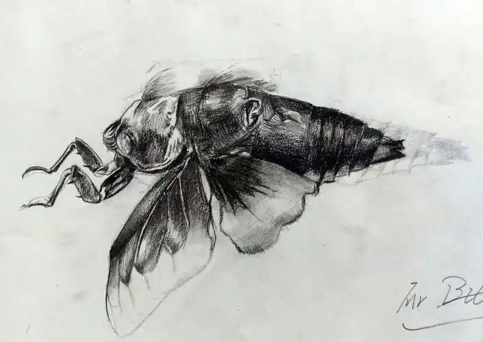 素描班第44轮作品《昆虫》