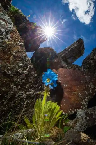 (meconopsis torquata 毛瓣绿绒蒿 5100-5300米 )