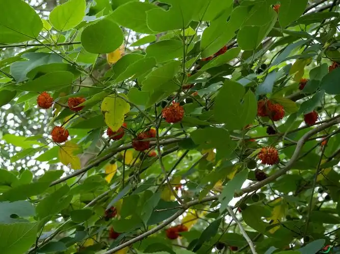 构树和它那火红的果实