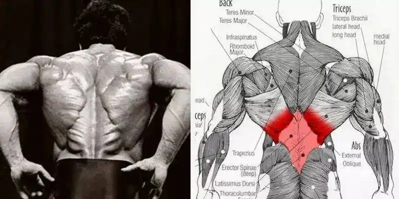你见过"肌肉圣诞树"吗?李小龙的极致背肌一般人还真练不出来!