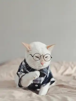 白猫戴眼镜的肖像动物时尚观念