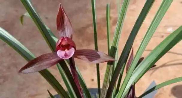 红素兰花,珍贵又稀少,花品大气,兰香浓郁,值得养护