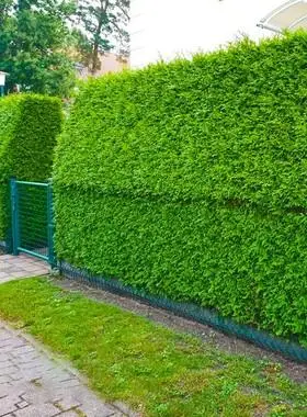 冬青树苗庭院植物围墙篱笆植物大叶北海道黄杨苗四季常青耐寒绿篱