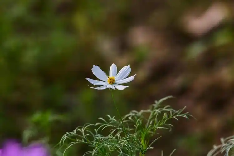 清新迷人的格桑花