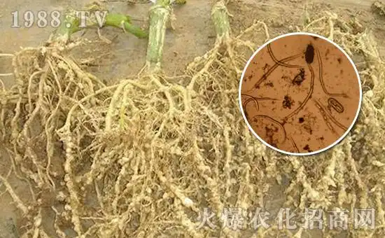 根结线虫的危害:根结线虫常危害瓜类,茄果类,果树类,蔬菜类.